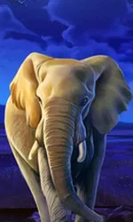 African Elephant